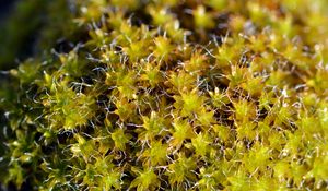 Preview wallpaper moss, macro, plant, greenery