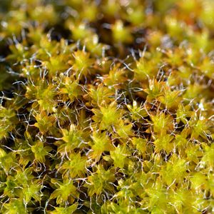 Preview wallpaper moss, macro, plant, greenery