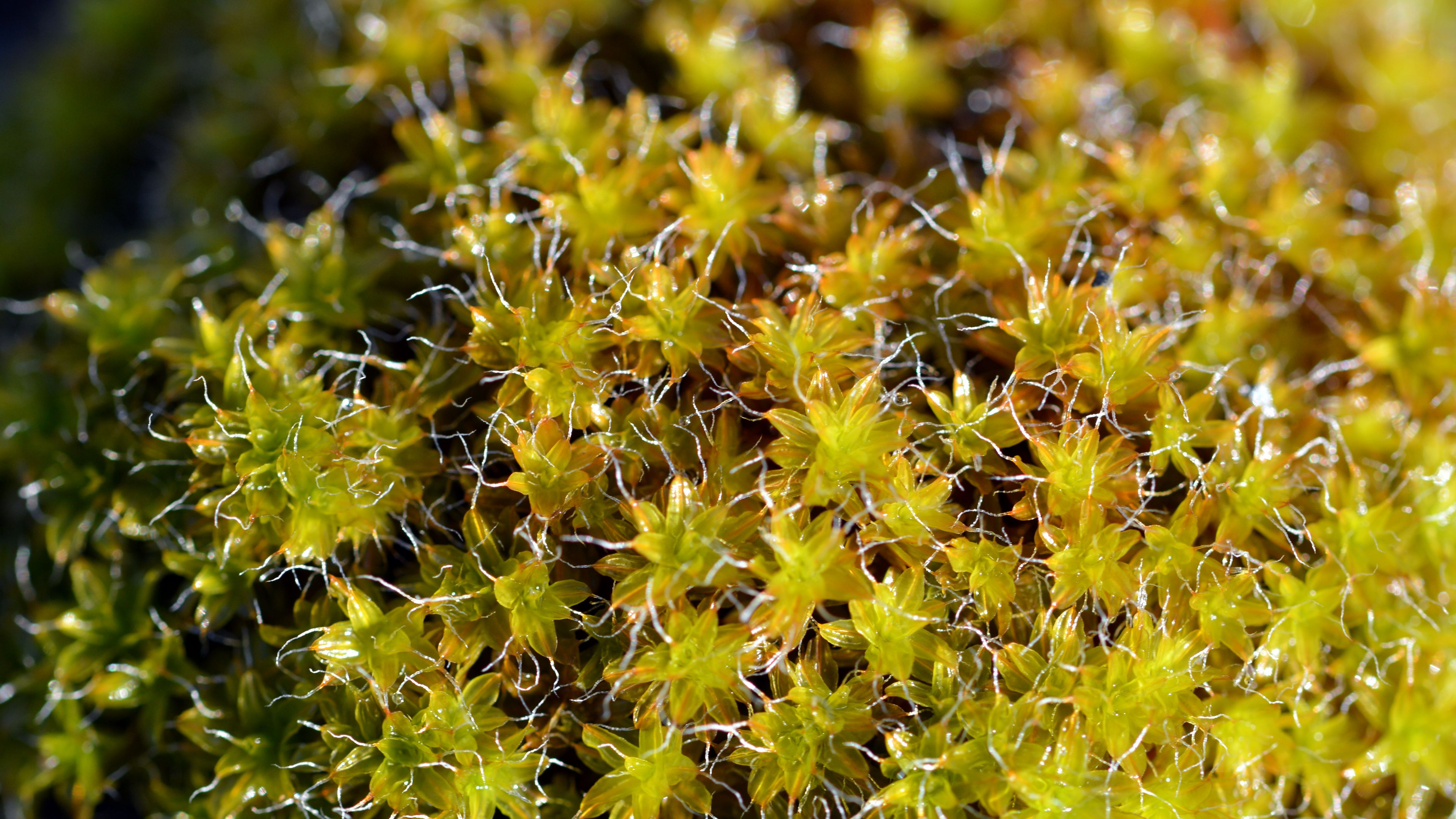 Download wallpaper 3840x2160 moss, macro, plant, greenery 4k uhd 16:9 ...