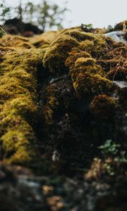 Preview wallpaper moss, macro, stones, green