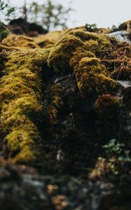 Preview wallpaper moss, macro, stones, green