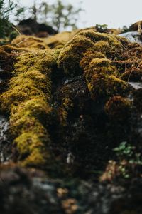 Preview wallpaper moss, macro, stones, green