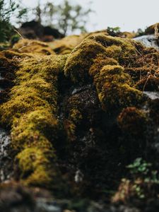 Preview wallpaper moss, macro, stones, green