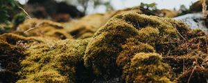Preview wallpaper moss, macro, stones, green