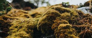 Preview wallpaper moss, macro, stones, green