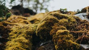 Preview wallpaper moss, macro, stones, green