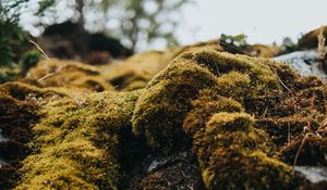 Preview wallpaper moss, macro, stones, green