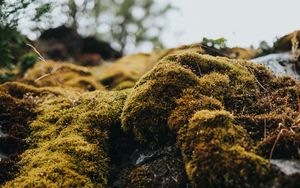 Preview wallpaper moss, macro, stones, green