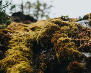 Preview wallpaper moss, macro, stones, green