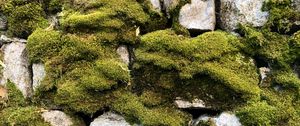 Preview wallpaper moss, macro, stones, rocks