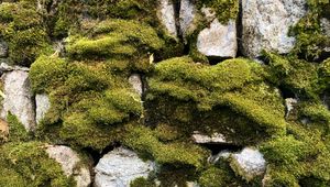 Preview wallpaper moss, macro, stones, rocks