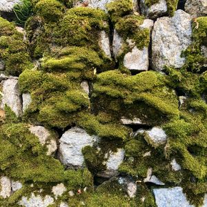 Preview wallpaper moss, macro, stones, rocks