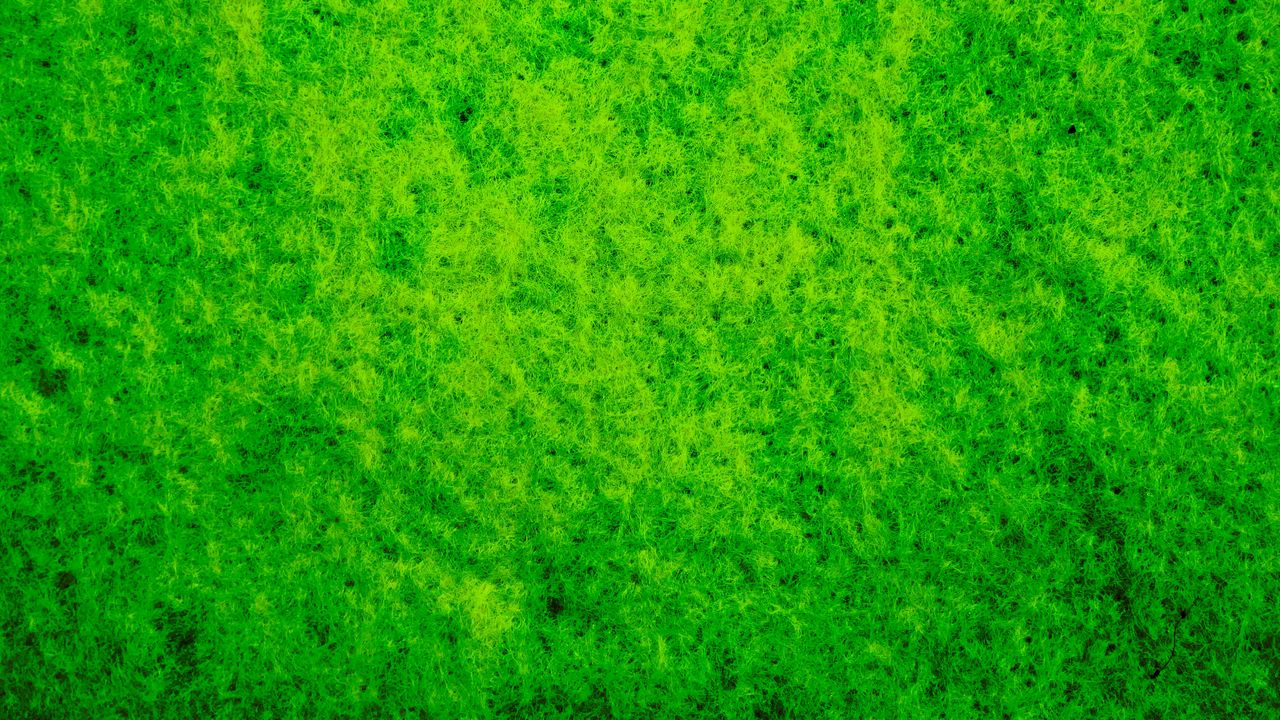 Wallpaper moss, macro, texture, green