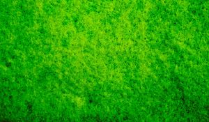 Preview wallpaper moss, macro, texture, green