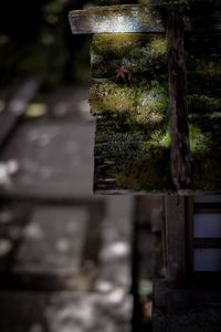Preview wallpaper moss, maple leaf, leaf, blur