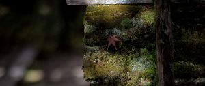 Preview wallpaper moss, maple leaf, leaf, blur