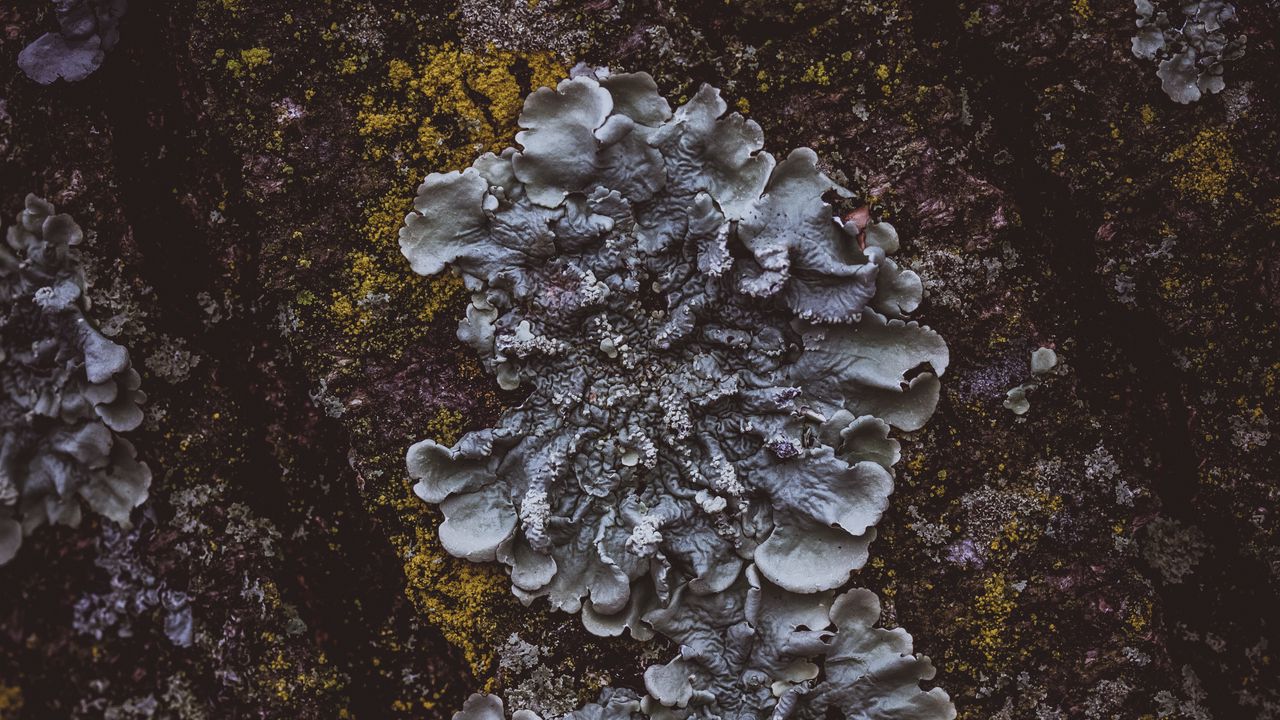 Wallpaper moss, mushroom, bark, surface