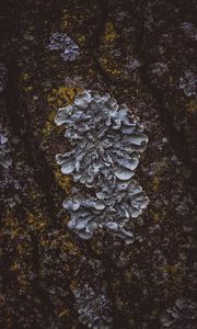 Preview wallpaper moss, mushroom, bark, surface