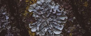 Preview wallpaper moss, mushroom, bark, surface