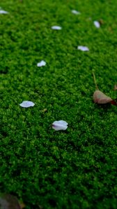 Preview wallpaper moss, petals, leaves, green