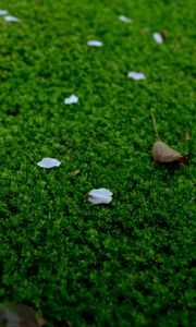 Preview wallpaper moss, petals, leaves, green