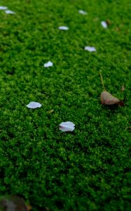 Preview wallpaper moss, petals, leaves, green