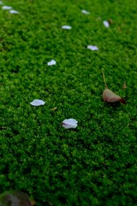 Preview wallpaper moss, petals, leaves, green