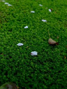 Preview wallpaper moss, petals, leaves, green