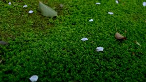 Preview wallpaper moss, petals, leaves, green