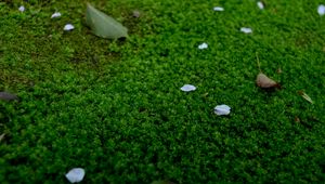 Preview wallpaper moss, petals, leaves, green