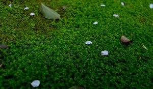 Preview wallpaper moss, petals, leaves, green