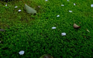 Preview wallpaper moss, petals, leaves, green