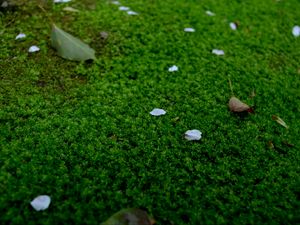 Preview wallpaper moss, petals, leaves, green