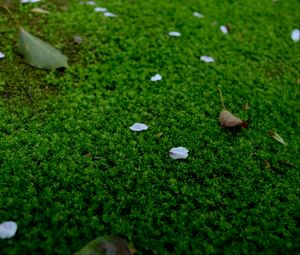 Preview wallpaper moss, petals, leaves, green