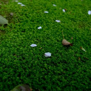 Preview wallpaper moss, petals, leaves, green