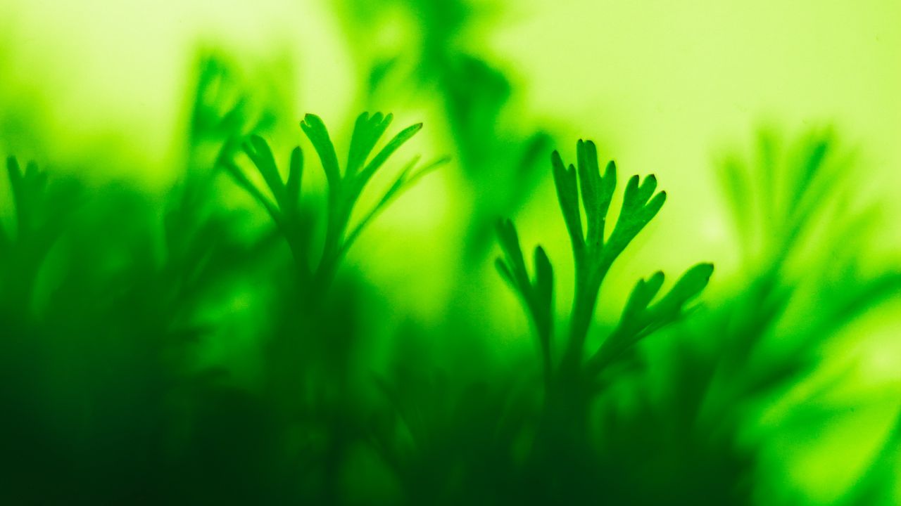 Wallpaper moss, plant, green, closeup, leaves