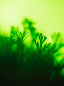 Preview wallpaper moss, plant, green, closeup, leaves