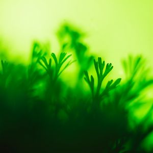 Preview wallpaper moss, plant, green, closeup, leaves