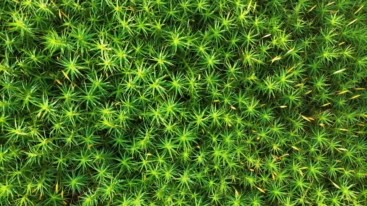 Wallpaper moss, plant, macro, green