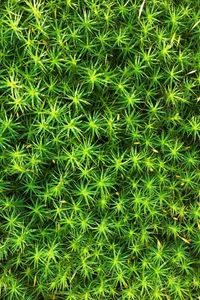 Preview wallpaper moss, plant, macro, green