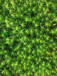 Preview wallpaper moss, plant, macro, green