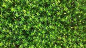 Moss plantForest plants HD wallpaper  Peakpx