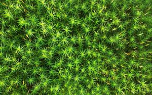 Preview wallpaper moss, plant, macro, green
