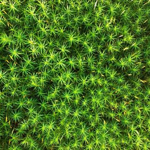 Preview wallpaper moss, plant, macro, green