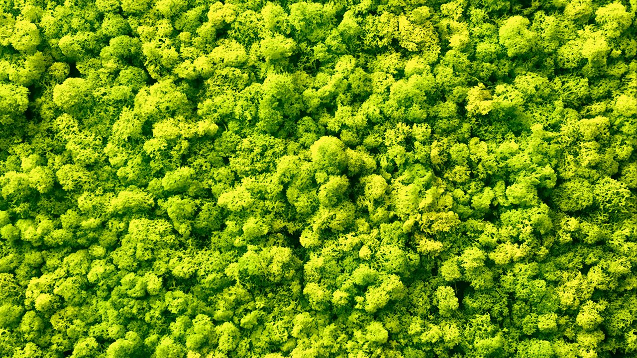 Wallpaper moss, plants, background, green