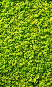 Preview wallpaper moss, plants, background, green