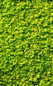 Preview wallpaper moss, plants, background, green