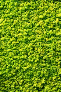 Preview wallpaper moss, plants, background, green