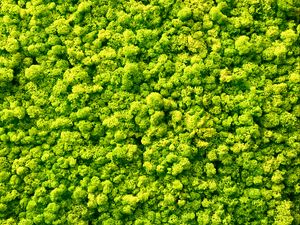 Preview wallpaper moss, plants, background, green