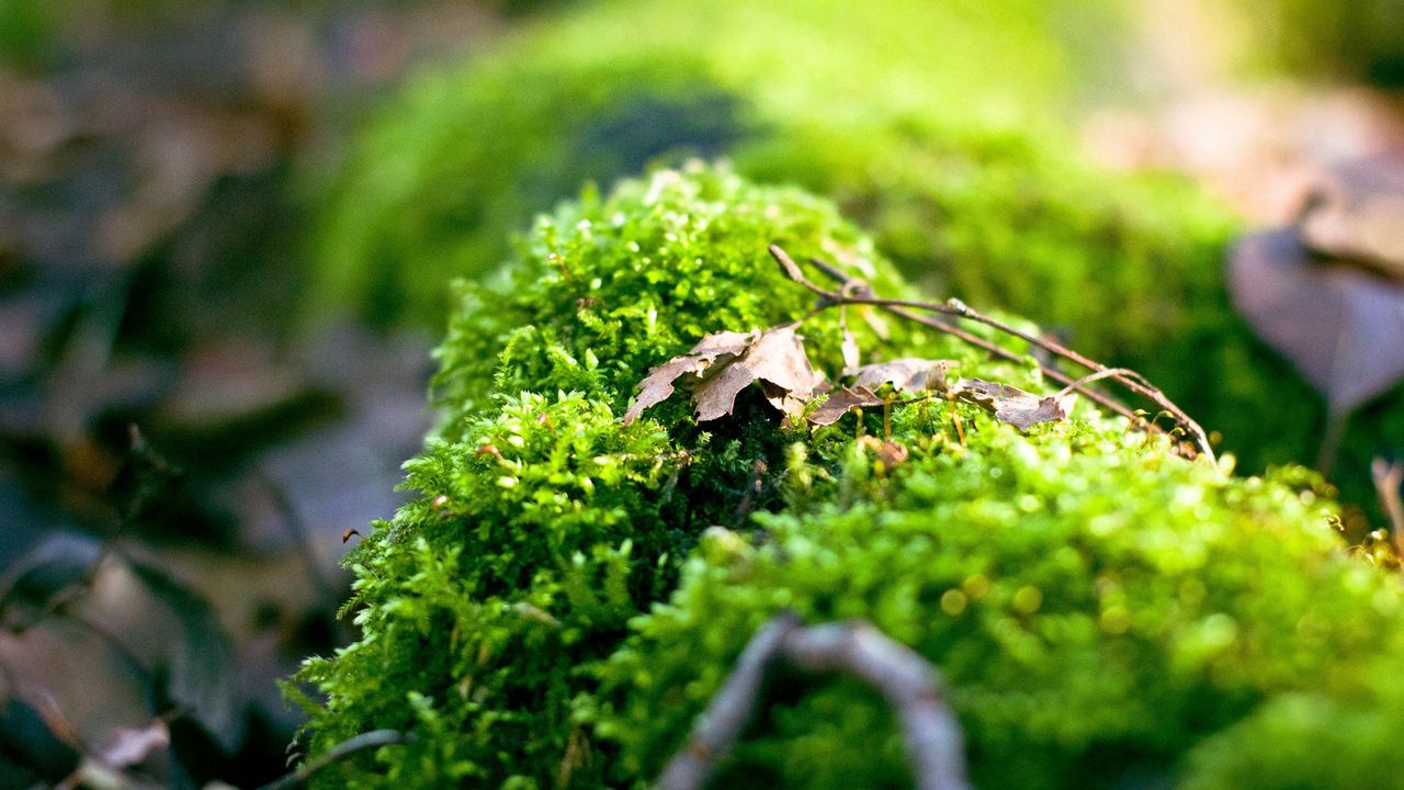 Wallpaper moss, plants, background, light